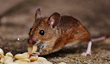 24 Hour & Emergency Exterminators in King George, VA